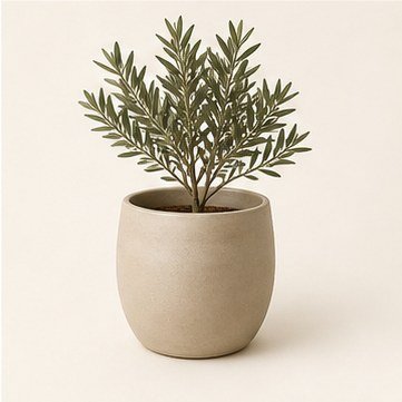 Olive plant